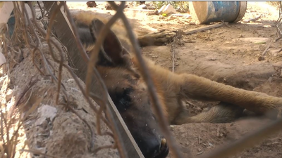 Un documental denuncia el constante maltrato animal de una finca en Murcia