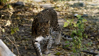 Un leopardo mata a un monje que meditaba en un bosque de la India