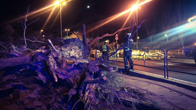 El pino caído en Boadilla había sido revisado y tenía pudriciones indetectables
