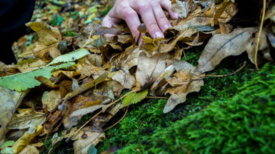 Prohibido recoger musgo, acebo y tejo para los adornos navideños