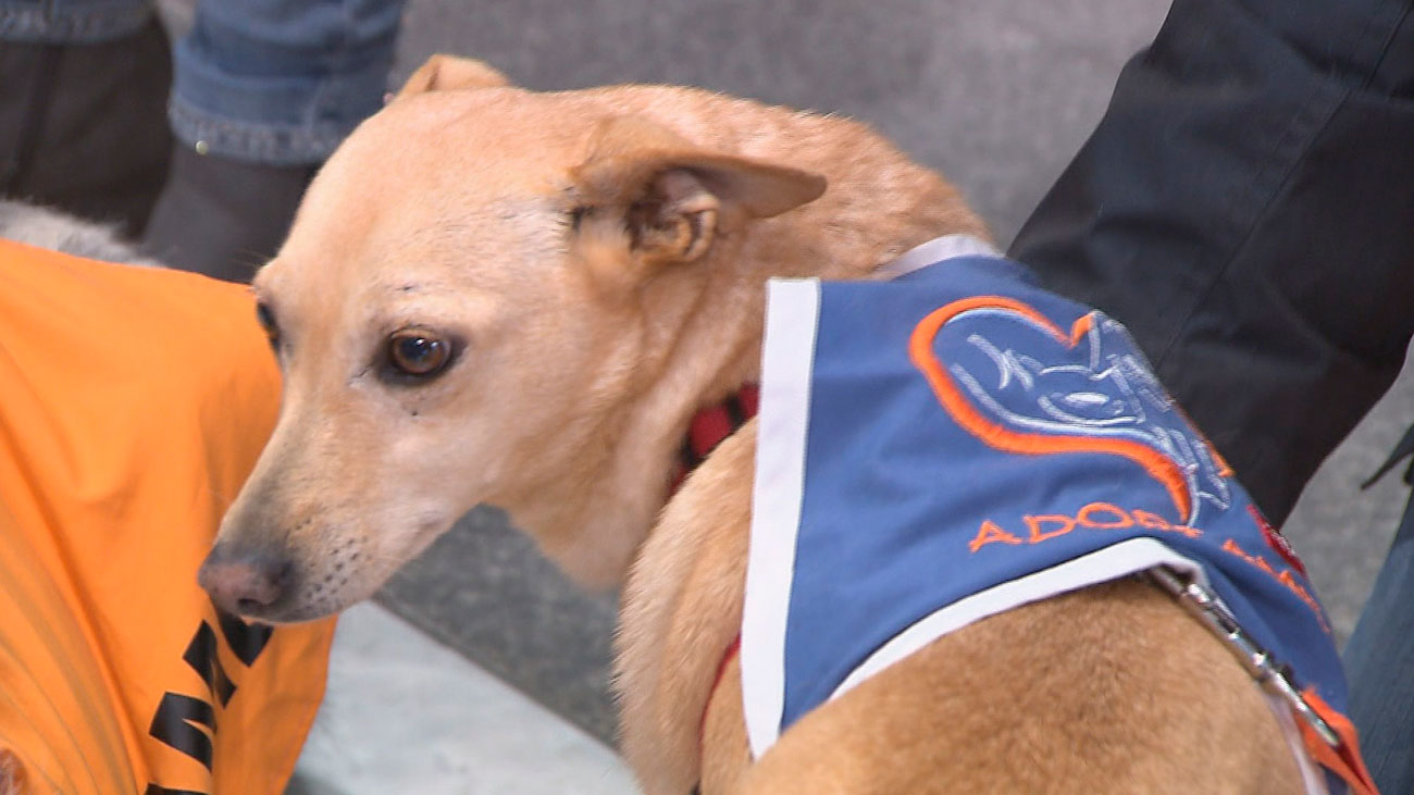 Aumenta un 30% la adopción de mascotas en la Comunidad de Madrid