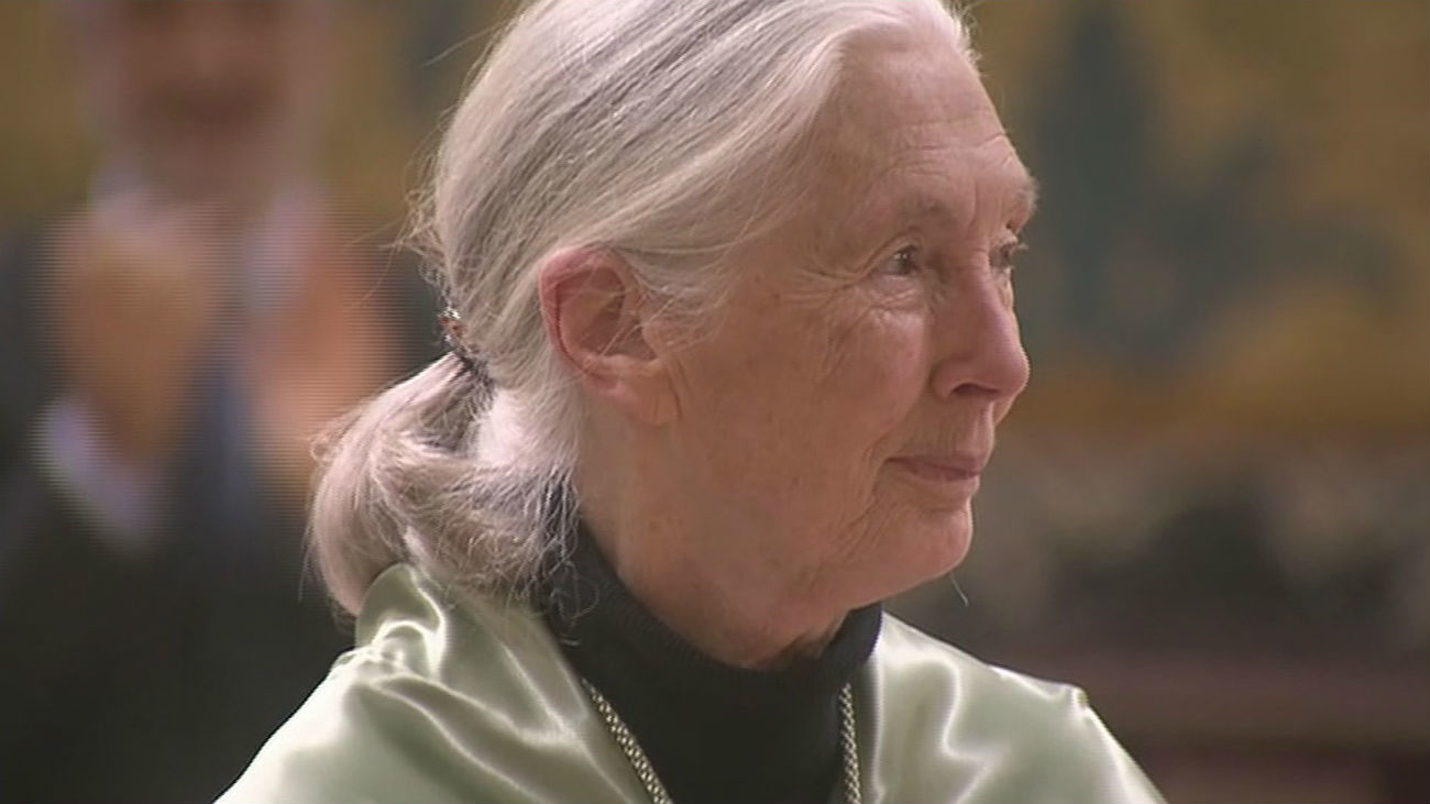 Jane Goodall, “Honoris Causa” de la lucha por los chimpancés