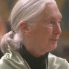 Jane Goodall, “Honoris Causa” de la lucha por los chimpancés