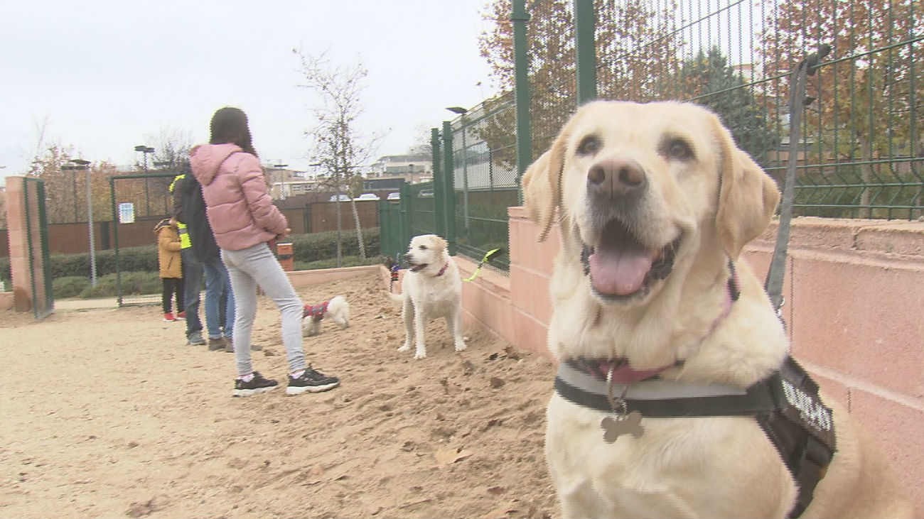 Hasta 3.000 euros de multa en Leganés por no recoger los excrementos de los perros