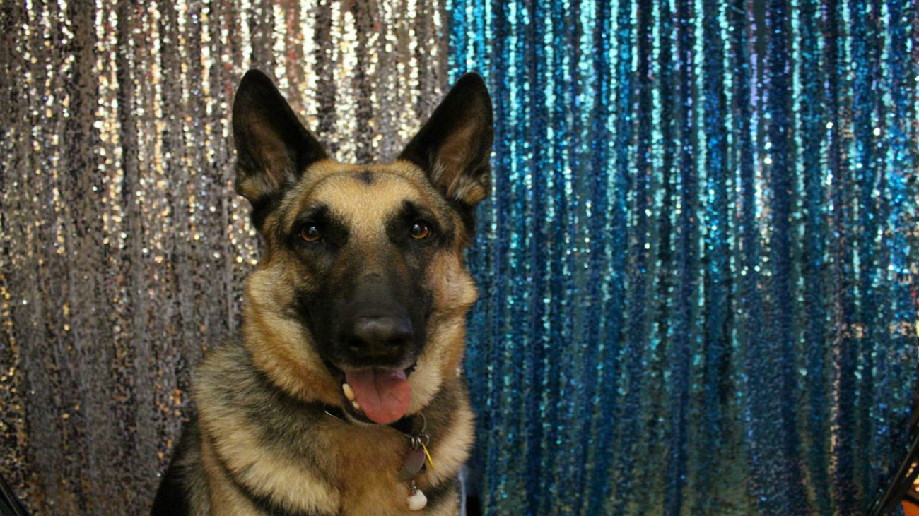 Así entrenan a los agentes caninos de la Policía Nacional
