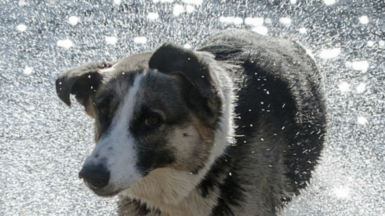 Una ciudad china anuncia una 'política de perro único'