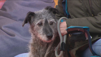 Adoptan a una perra tras pasar 13 años en un centro de protección animal