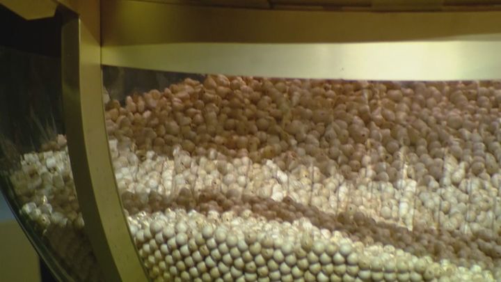 No son garbanzos, son futuros millones