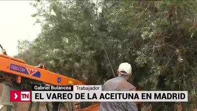 El vareo de la aceituna en Madrid
