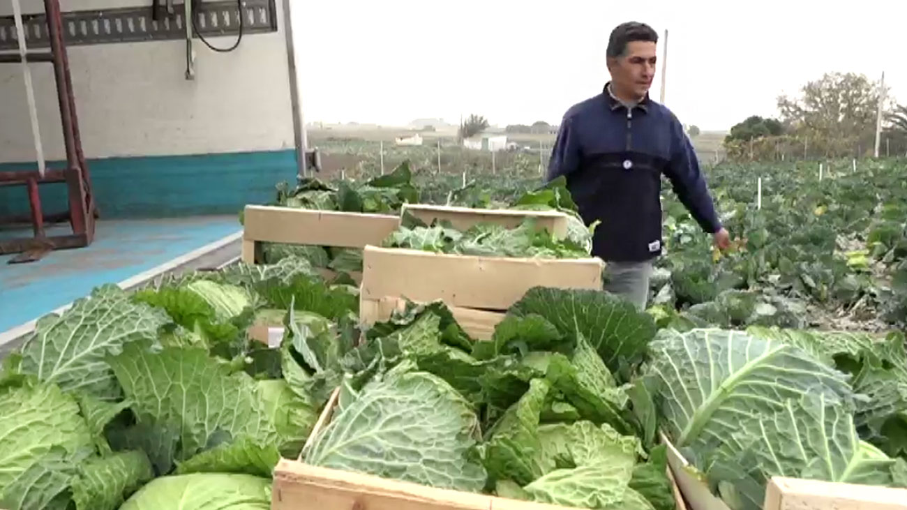 La batalla de precios del repollo madrileño