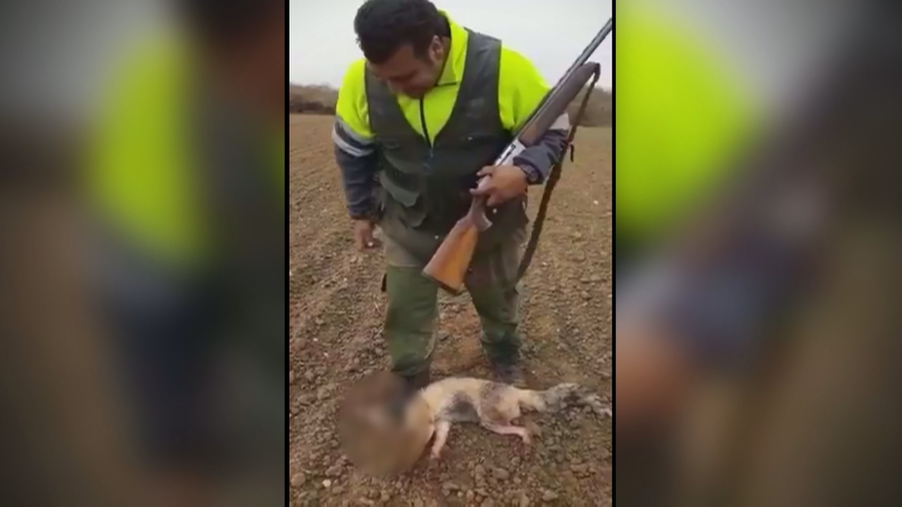 La Guardia Civil investiga a un cazador por maltrato a un zorro