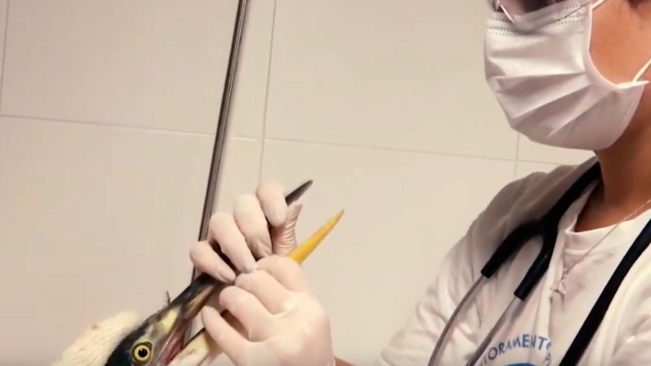 "Microplástico", palabra del año 2018 para la Fundéu BBVA