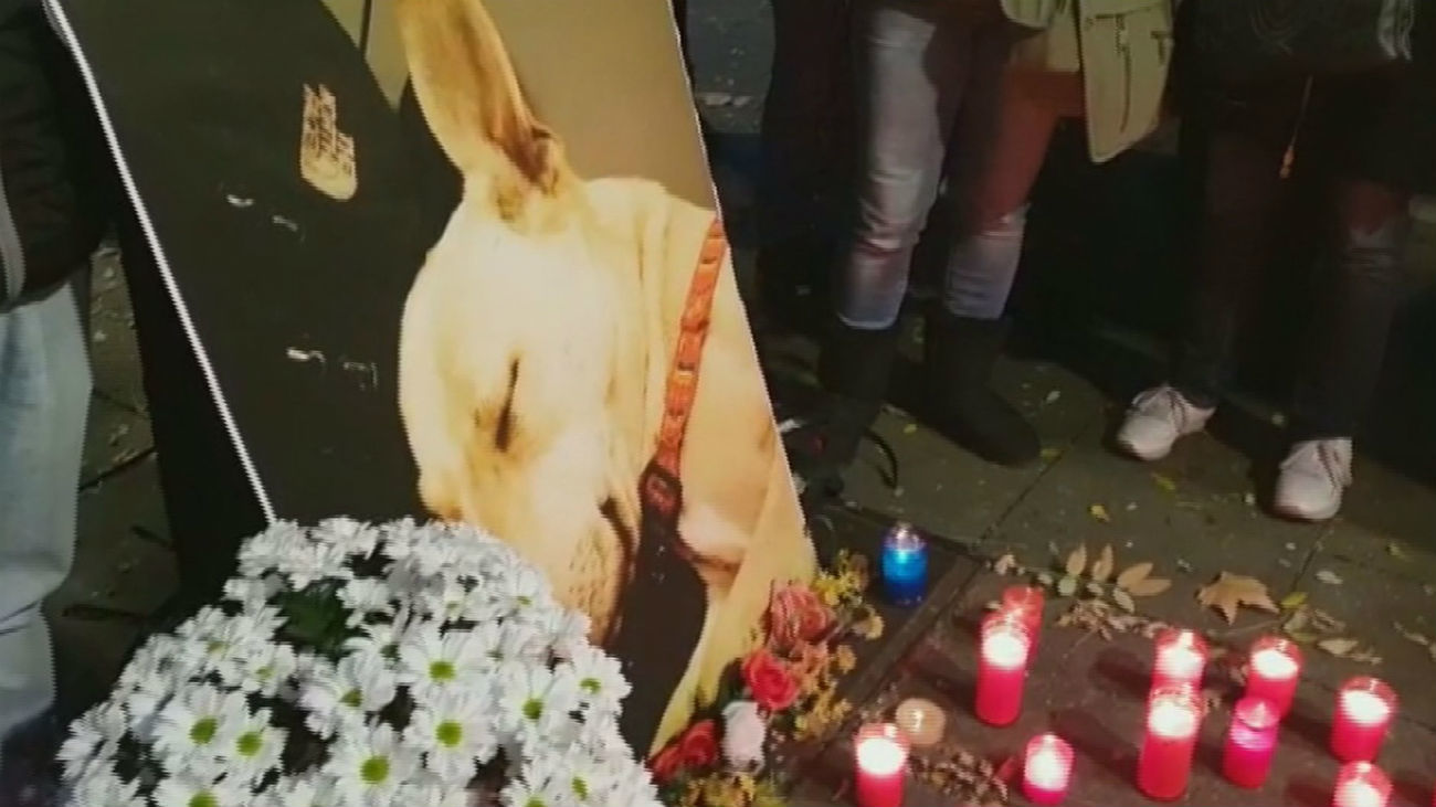 Unas 2.000 personas se manifiestan para pedir justicia por la muerte de la perra Sota