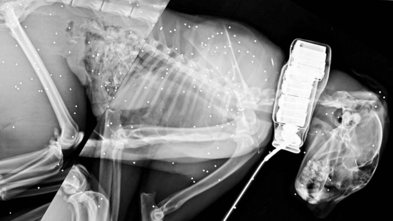 Matan a un lince ibérico de tres años de un disparo "a bocajarro"