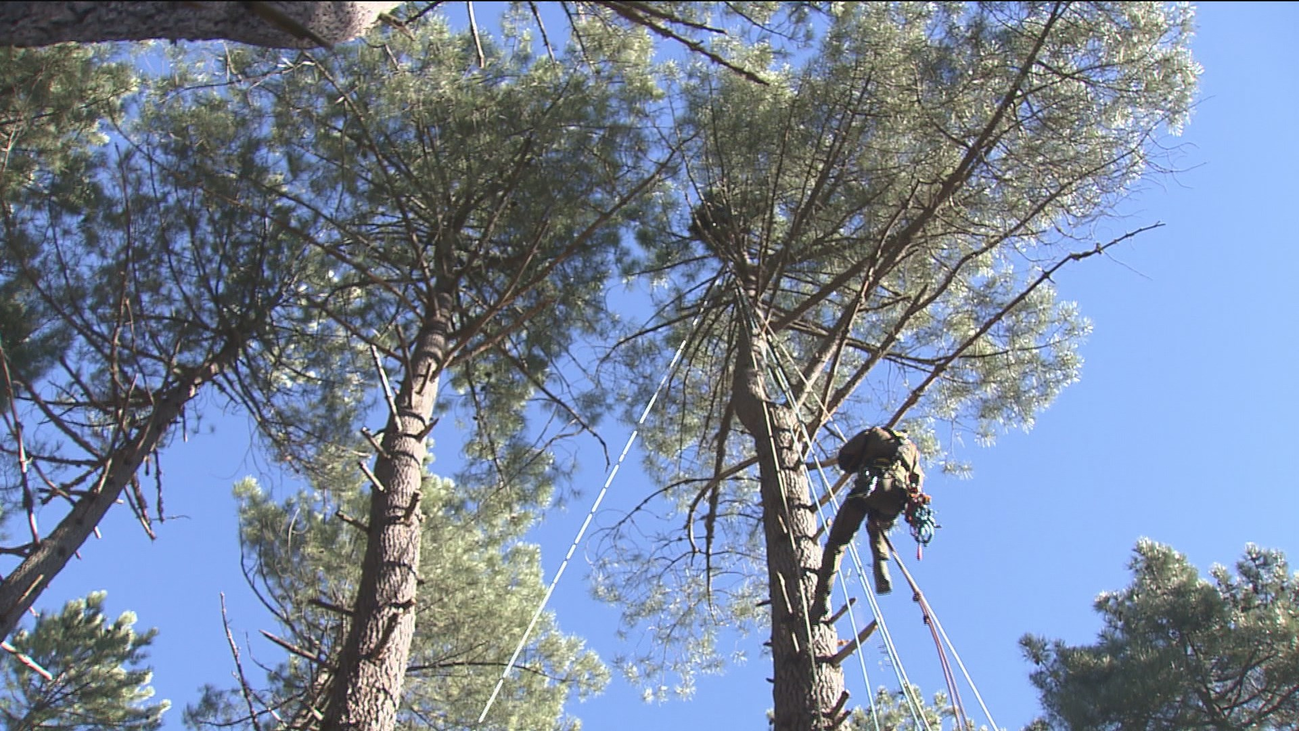 Instalando plataformas artificiales para el anidamiento de buitres negros