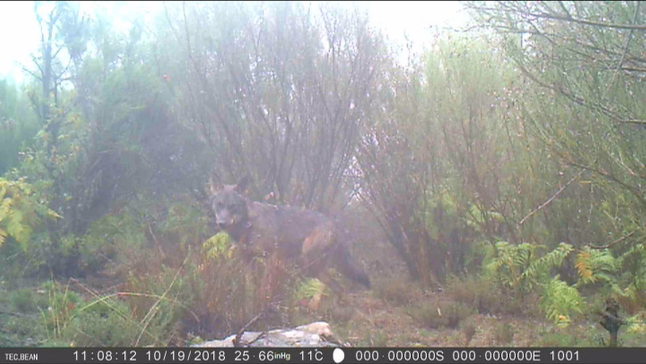 Imágenes en exclusiva sobre la presencia de lobos en Madrid