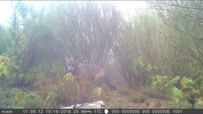 Imágenes en exclusiva sobre la presencia de lobos en Madrid