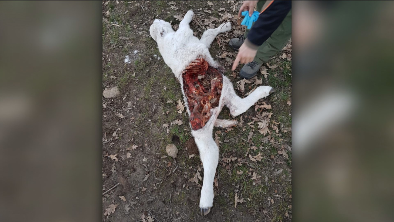 Los ganaderos en pie de guerra por el aumento de los ataques de lobos