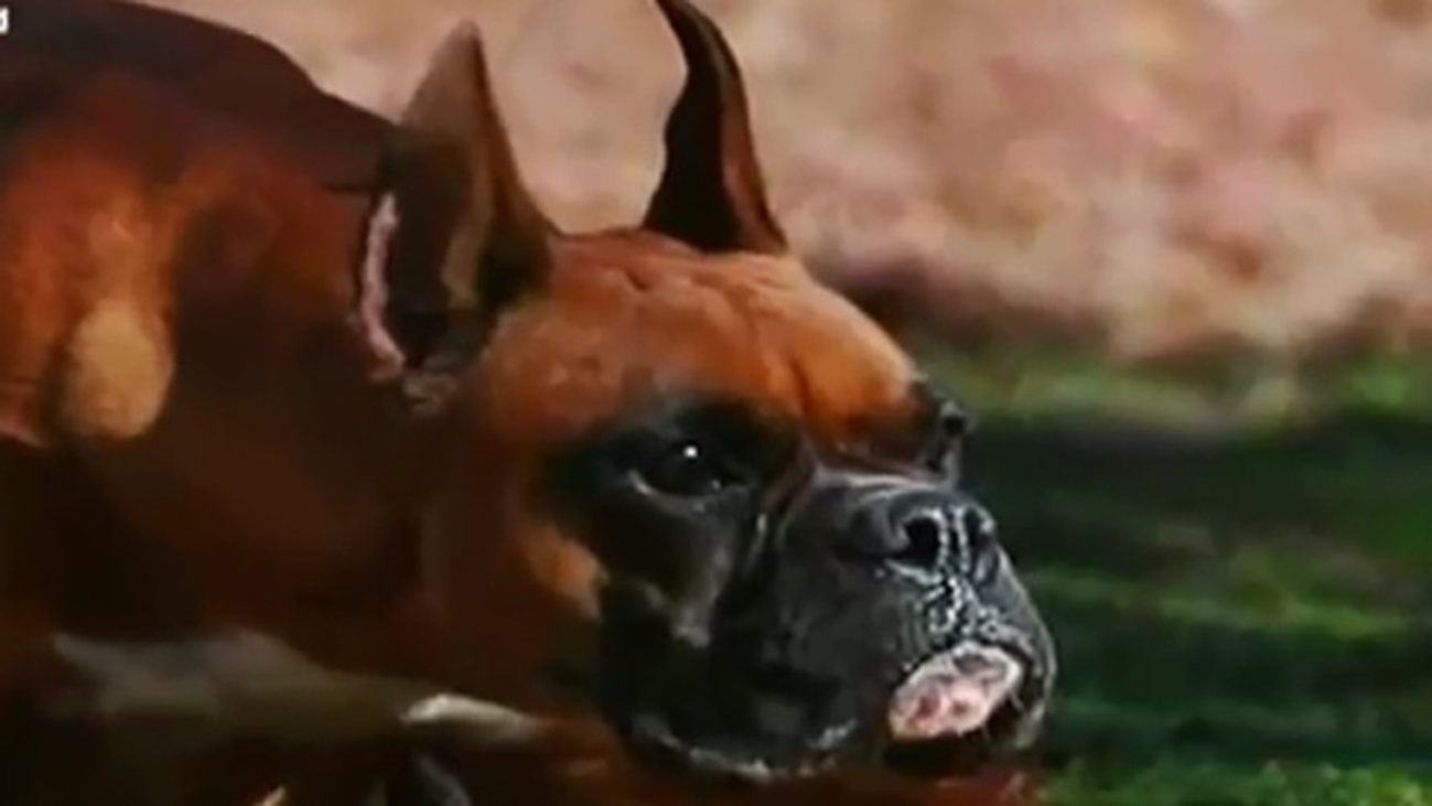 La ciudad de Madrid tiene registrados 4.875 perros considerados peligrosos