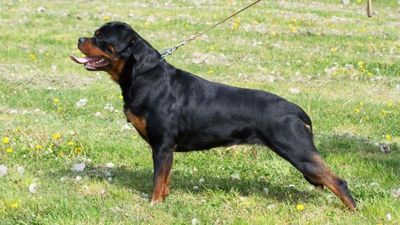 Detenido el dueño de los tres rottweiler que atacaron a un anciano en Madrid