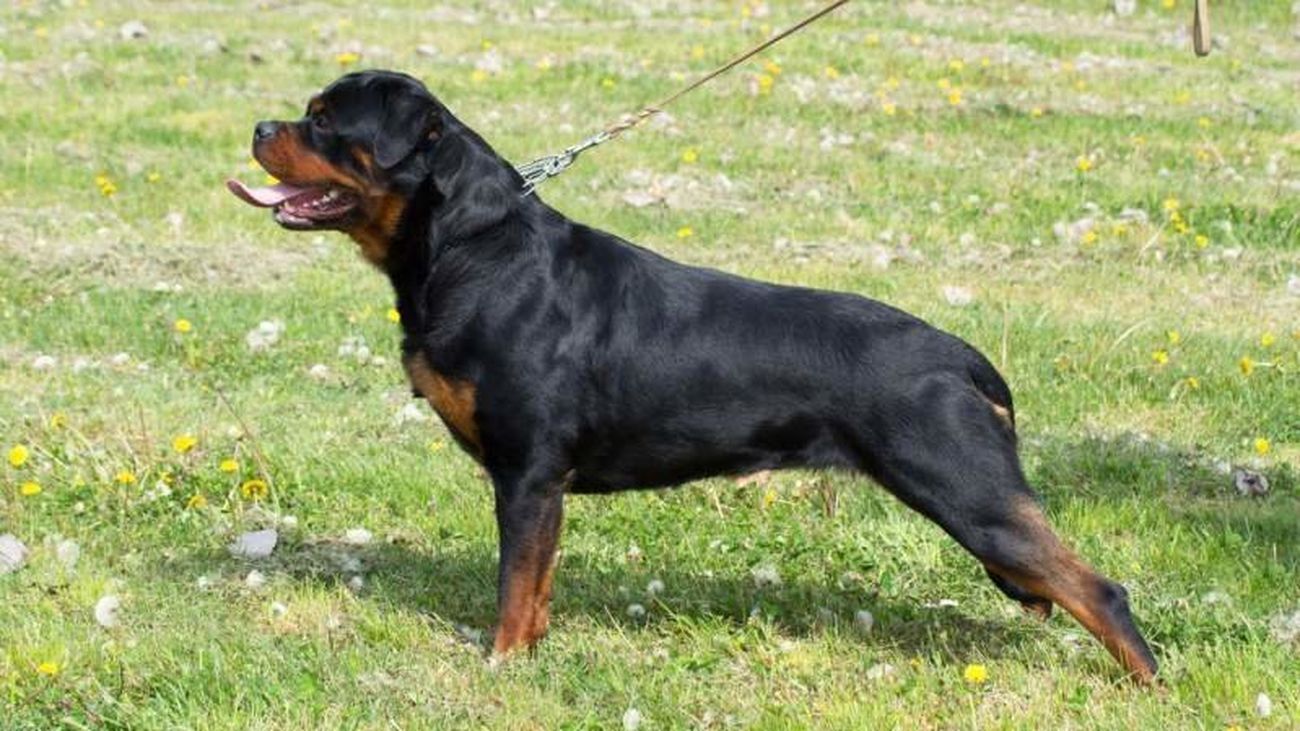Perro de raza Rottweiler