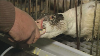 El Tribunal Supremo de EEUU prohíbe el foie en California