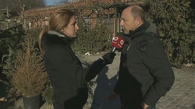 Una segunda vida para los abetos de navidad es posible