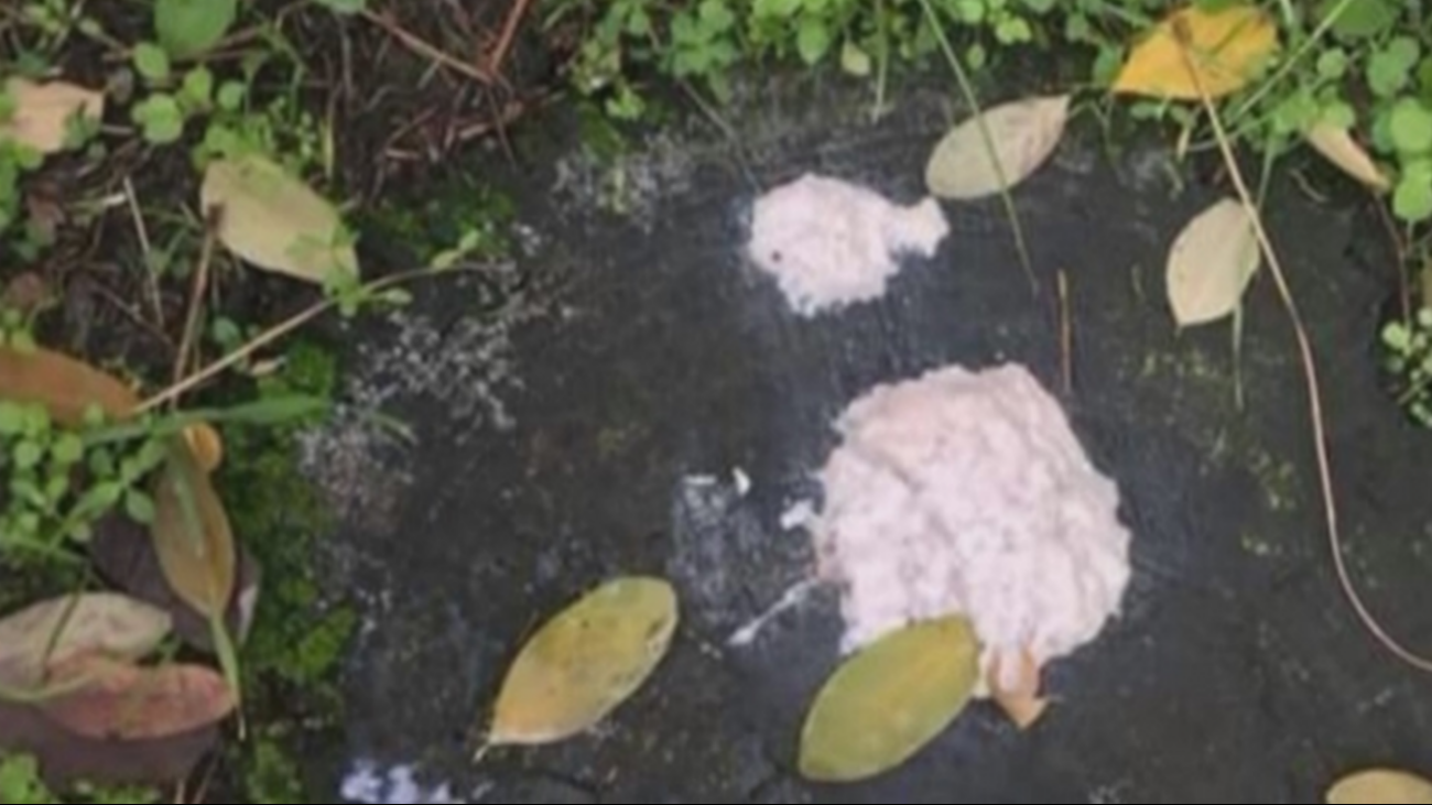 ¿Quién está detrás del envenenamiento de perros y gatos en Alameda de Osuna?