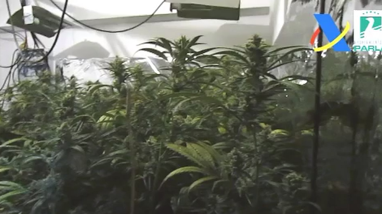 Desmantelan una plantación de 500 plantas de marihuana en Parla