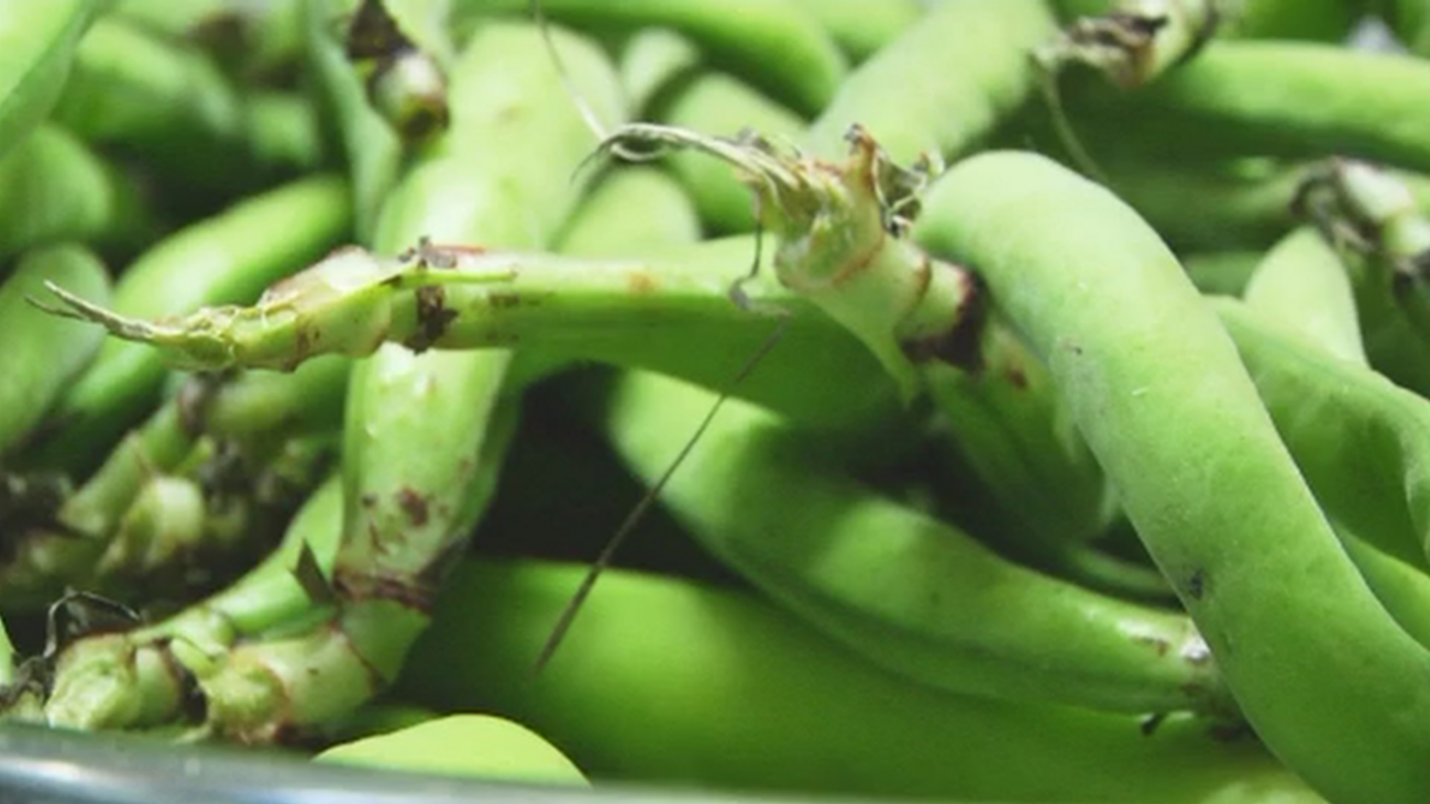 Tres recetas con las habas como protagonistas