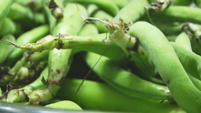 Tres recetas con las habas como protagonistas