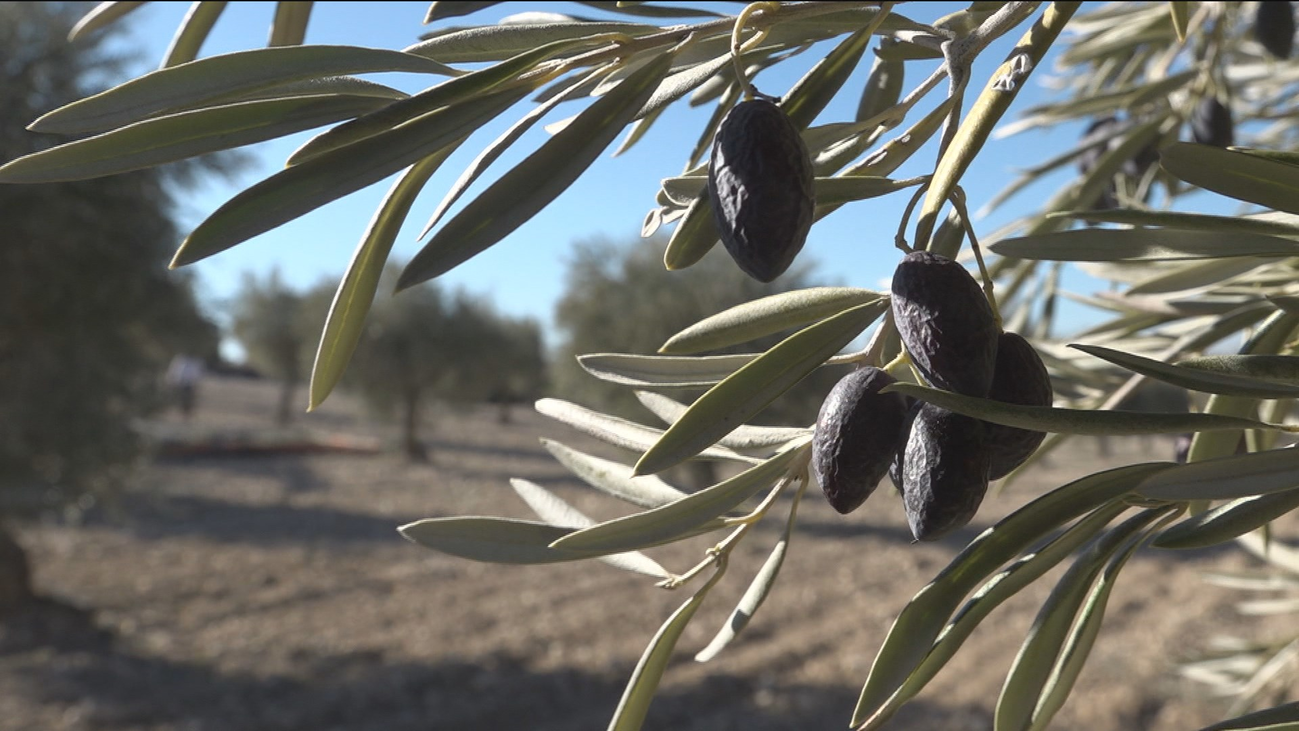 Nos colamos en la recogida de aceitunas de Arganda del Rey