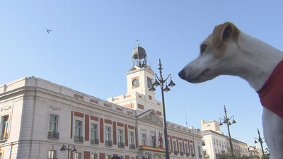 ¿Es Madrid una ciudad 'amigable' para los perros?