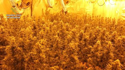 Incautan más de 350 plantas de marihuana en el sótano de un chalé de Algete