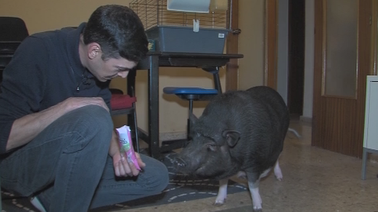 Conviviendo con dos halcones y un cerdo vietnamita en casa