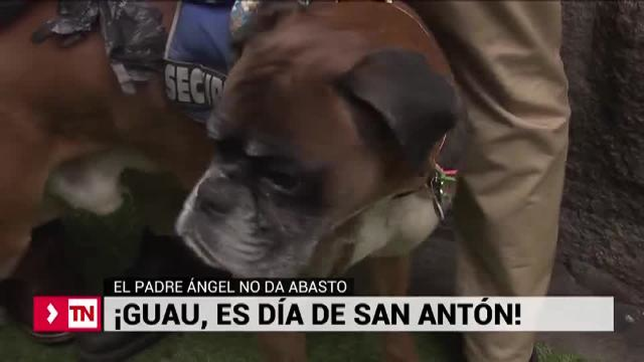 Las historias de las mascotas que buscan la bendición de San Antón