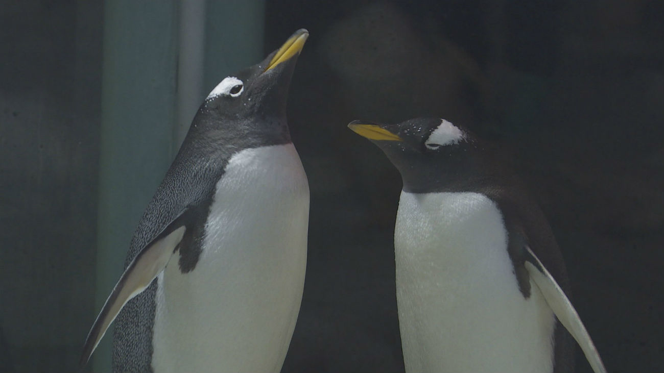 Dos pingüinos gays,  los mejores padres del mundo