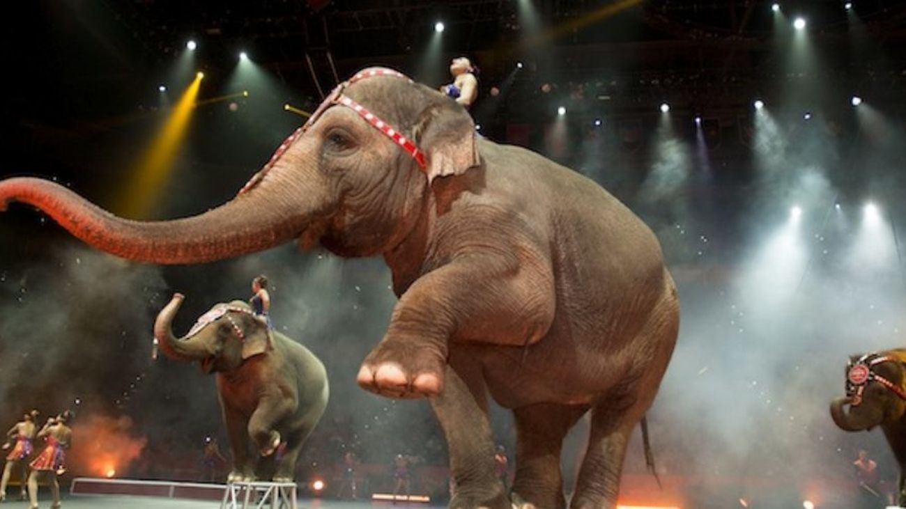 Carmena prohíbe los circos con animales salvajes