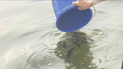 El Lago de Casa de Campo tiene nuevos habitantes