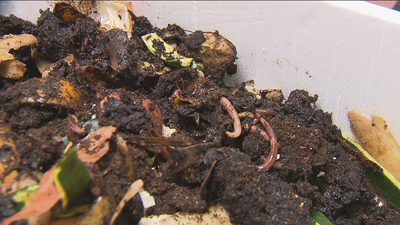 Un criadero de lombrices para crear empleo en Casarrubuelos