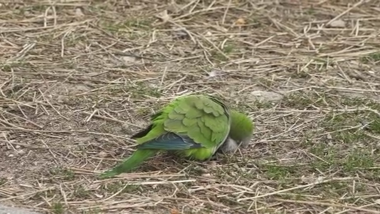 Plaga de cotorras en Alameda de Osuna