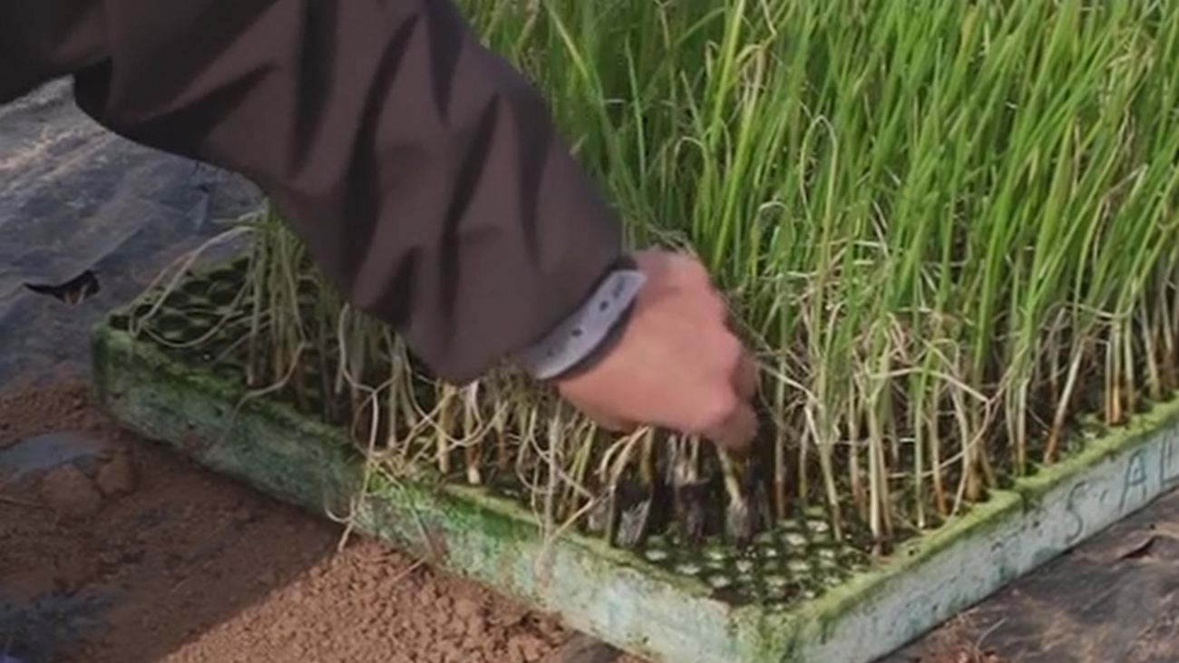 Producción ecológica en Velilla de San Antonio y Ciempozuelos