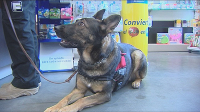 Silvia, una mujer maltratada, pide que su perro de protección pueda acceder a sitios públicos
