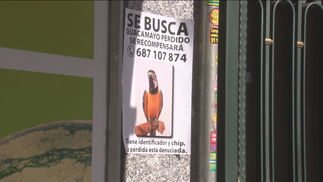 Buscan y ofrecen recompensa por Curro, un guacamayo perdido en Madrid