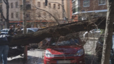 Un árbol de 20 metros cae sobre varios vehículos en Embajadores