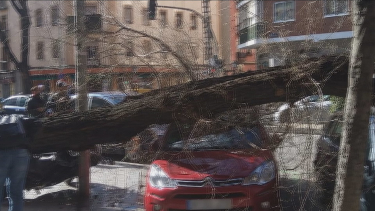 Un árbol de 20 metros cae sobre varios vehículos en Embajadores
