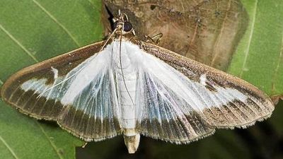La polilla del boj, especie invasora, aterriza por primera vez en Madrid