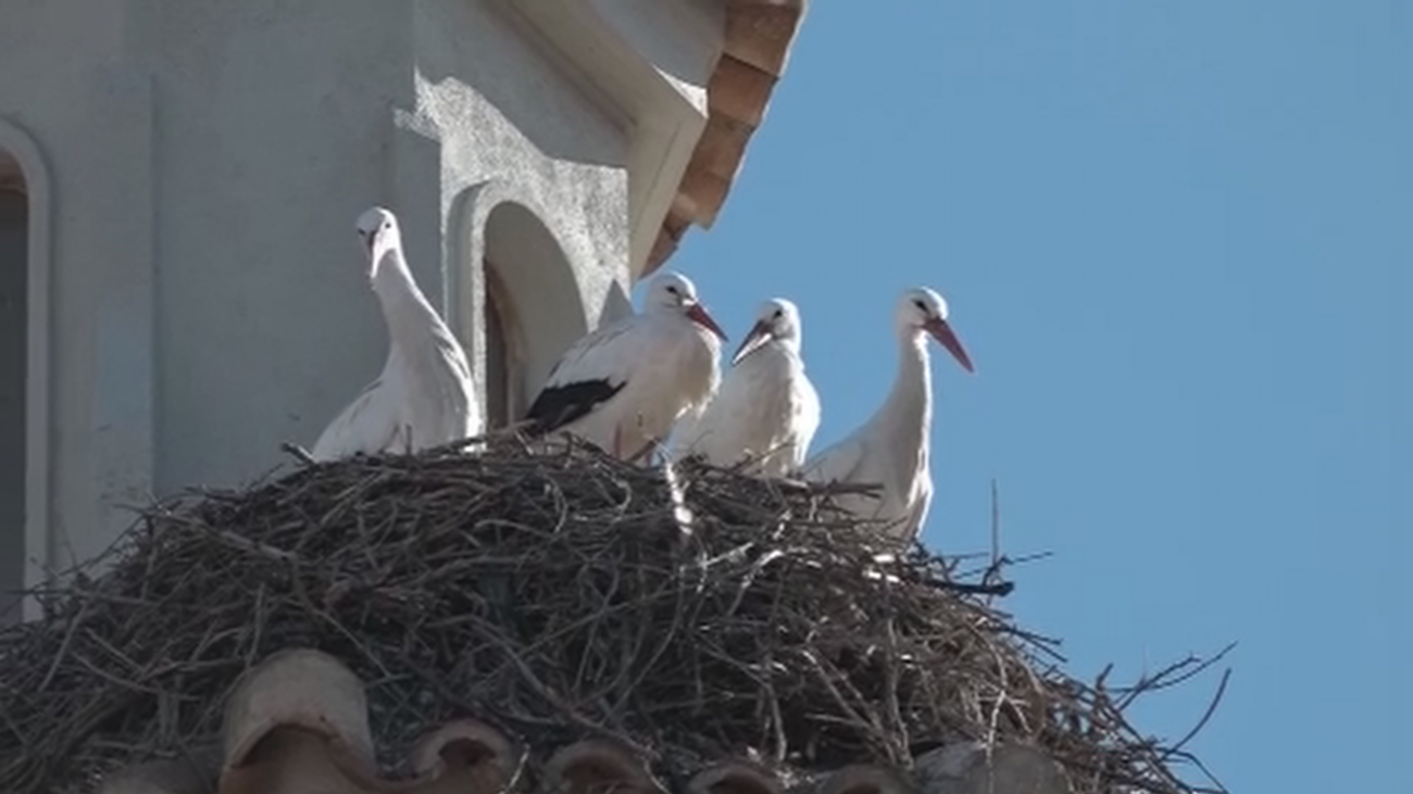 Rivas Vaciamadrid, uno de los municipios madrileños con más cigüeñas
