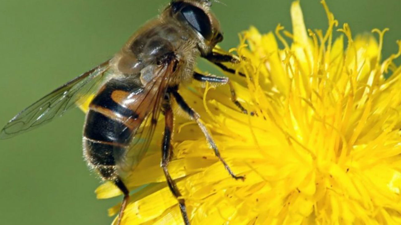 Las abejas son capaces de hacer sumas y restas