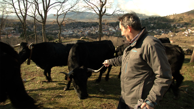 La otra cara del lobo en Cercedilla